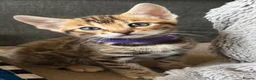 Bengal cats for sale: Stunning Bengal Kittens. TICA Registered. - Advert 17