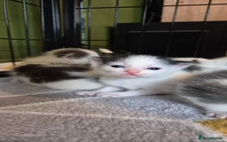 Domestic Shorthair cats for sale: Short hair kittens - Image 12