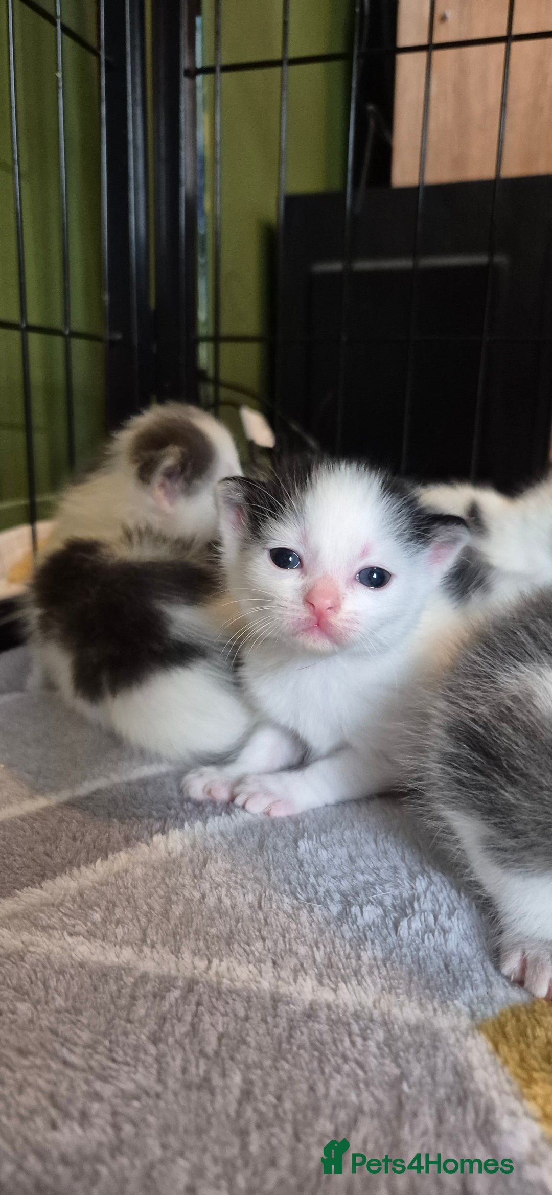 Domestic Shorthair cats for sale: Short hair kittens - Image 12