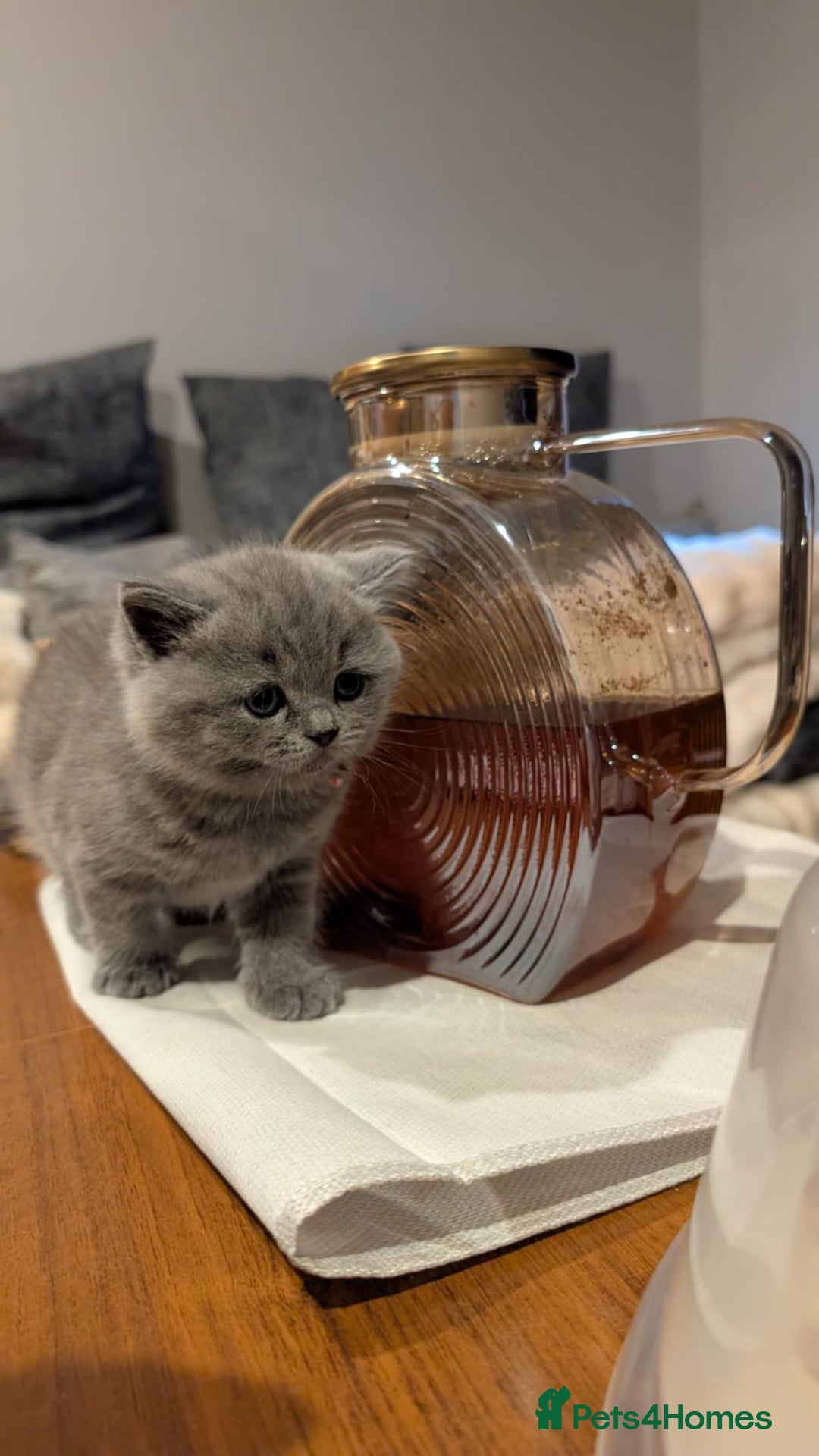 British Shorthair cats for sale: Multi-colour GCCF British Shorthair kittens  - Advert 19