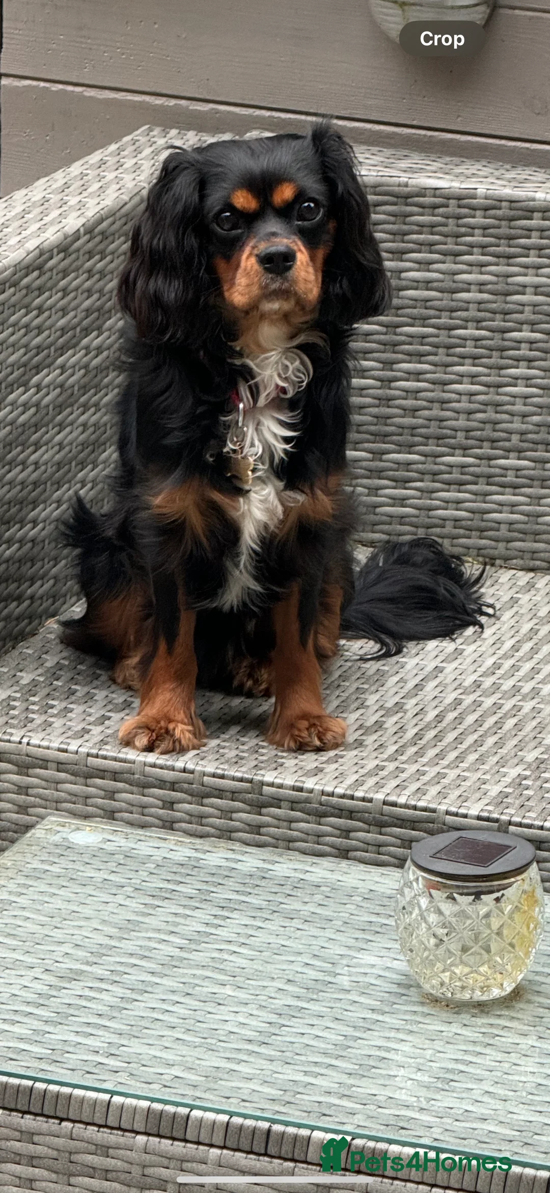 Cavalier King Charles Spaniel dogs for stud: *PROVEN* HEALTH TESTED Black & Tan Cavalier STUD in Oldham - Advert 9