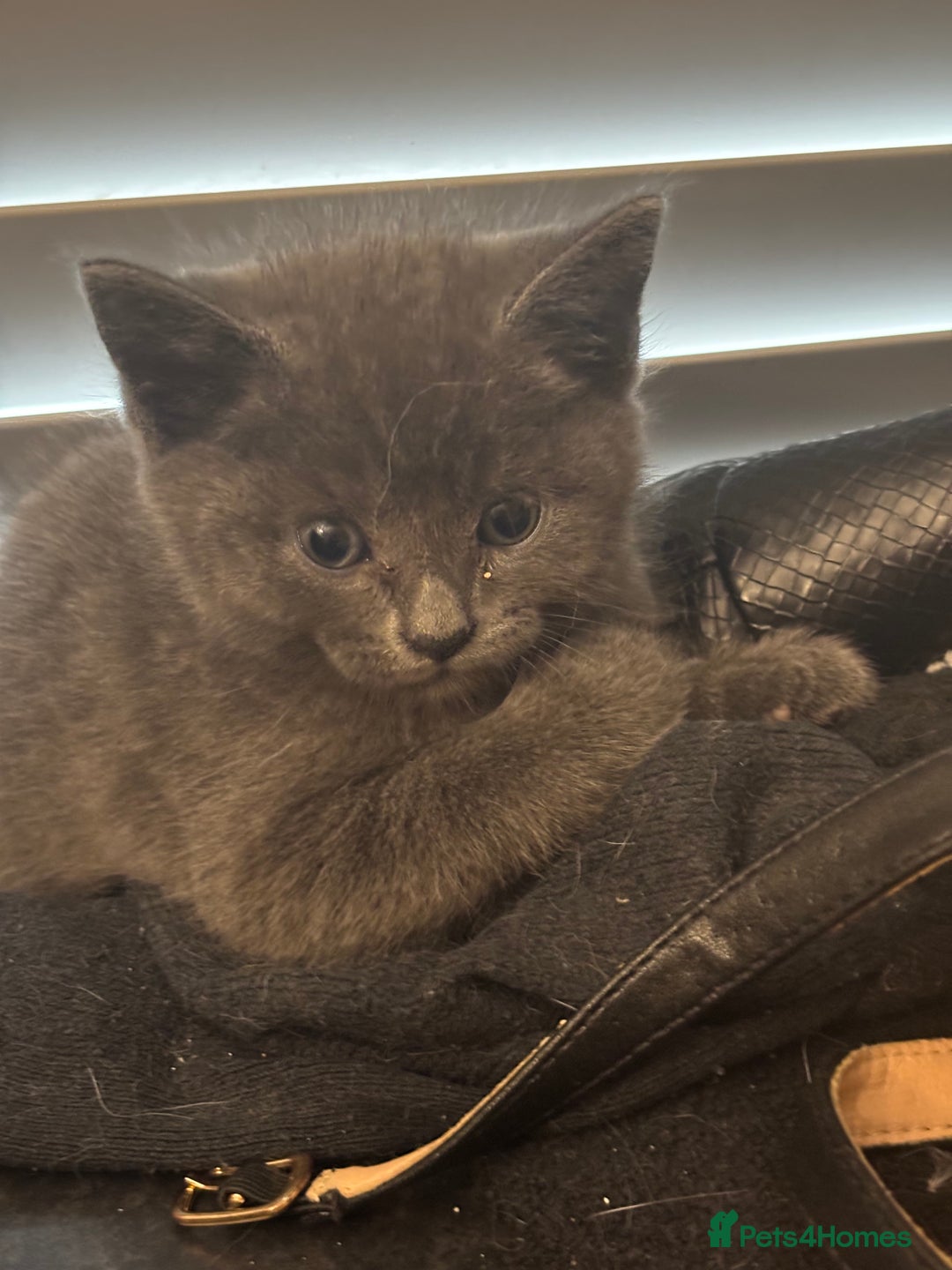 Mixed Breed cats for sale: Adorable Fluffy Kittens - Advert 21