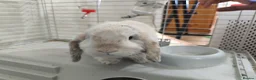Mini Lop rabbits for sale: Mini lop Male for give away - Advert 5