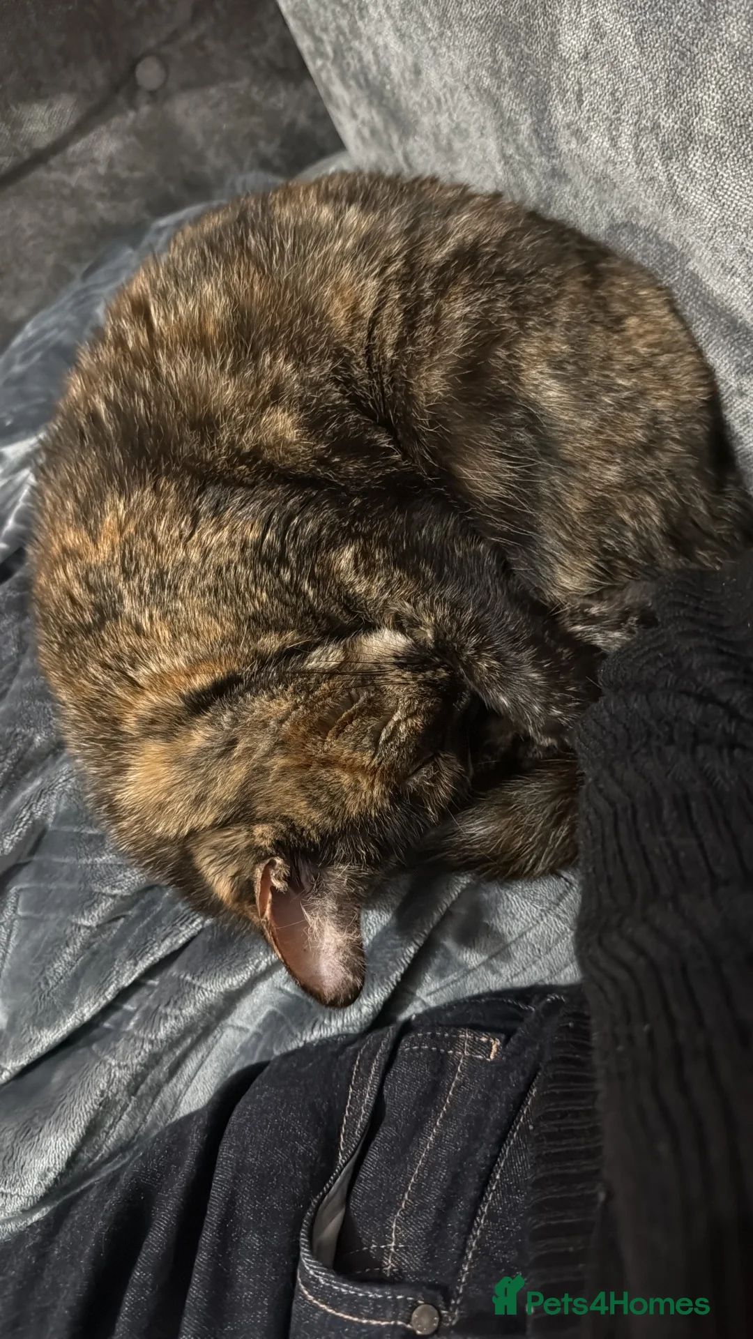 Domestic Shorthair cats for sale: Whiskey - tortoise cat in Derby - Advert 4