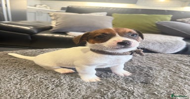 Jack Russell dogs - Advert 14