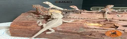 Bearded Dragon reptiles for sale: Red Monster /Zero Baby Bearded Dragons ready to go - Advert 13
