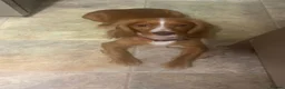 Cockapoo dogs for sale: 🐶✨F1 RED COCKERPOOS puppies 🐶✨ - Advert 23