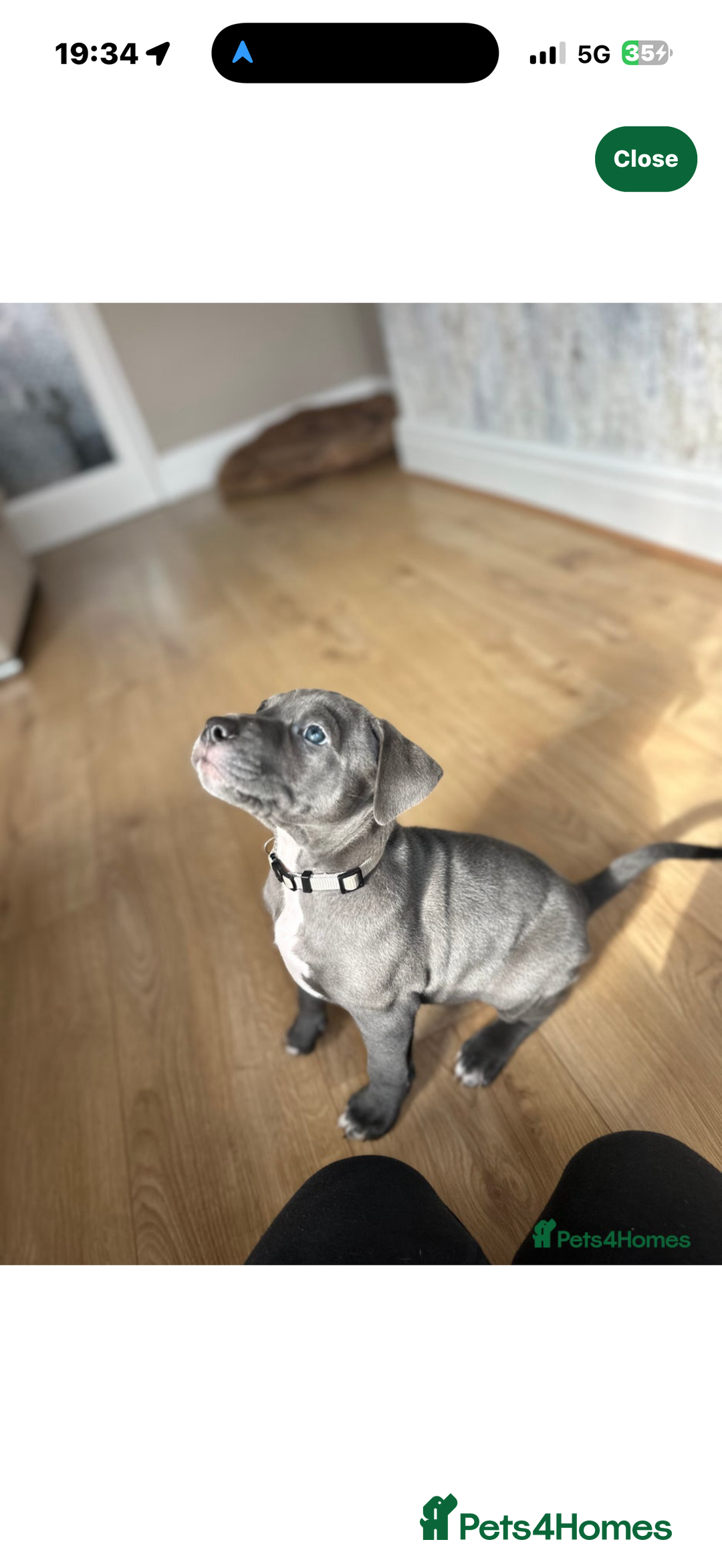 Cane Corso dogs for stud: ⭐️LOKI⭐️ - Image 12