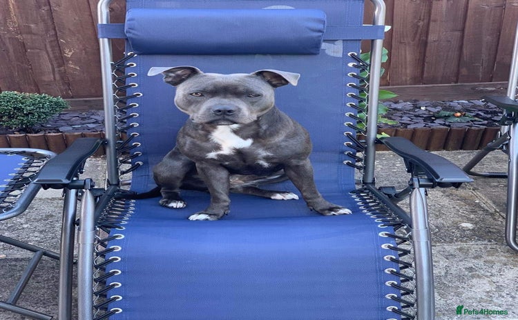 Staffordshire Bull Terrier dogs - Advert 1