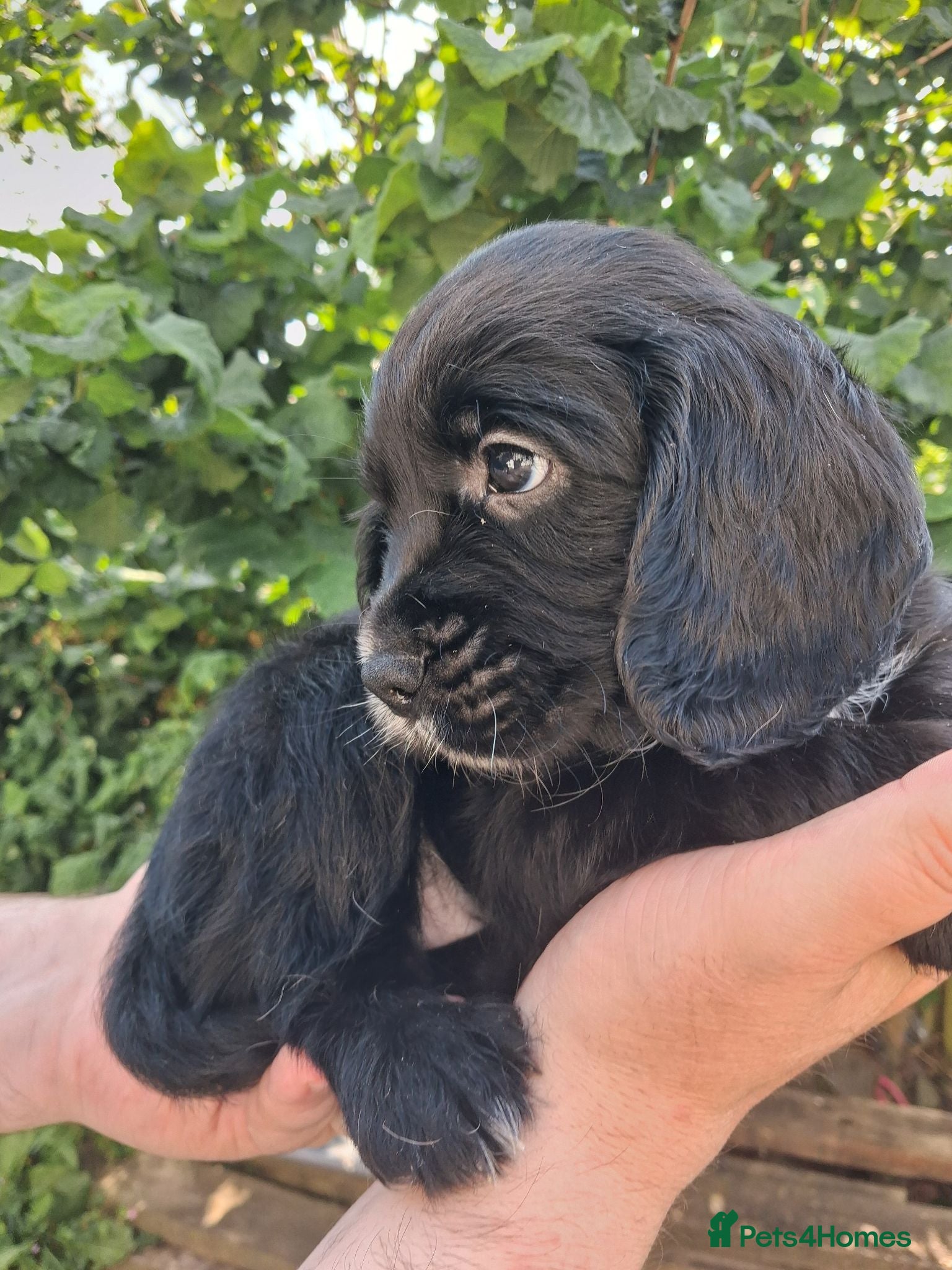 Cocker Spaniel dogs 3 lovely kc working cocker spaniels DNA  clear  - Advert 12