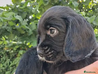 Cocker Spaniel dogs 3 lovely kc working cocker spaniels DNA clear - Advert 1