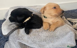 Labrador Retriever dogs for sale: Gorgeous Labrador puppies for sale! - Image 14