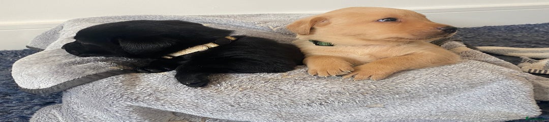 Labrador Retriever Puppy 8