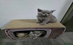 British Shorthair cats for sale: Beautiful British shorthair kittens - Image 35