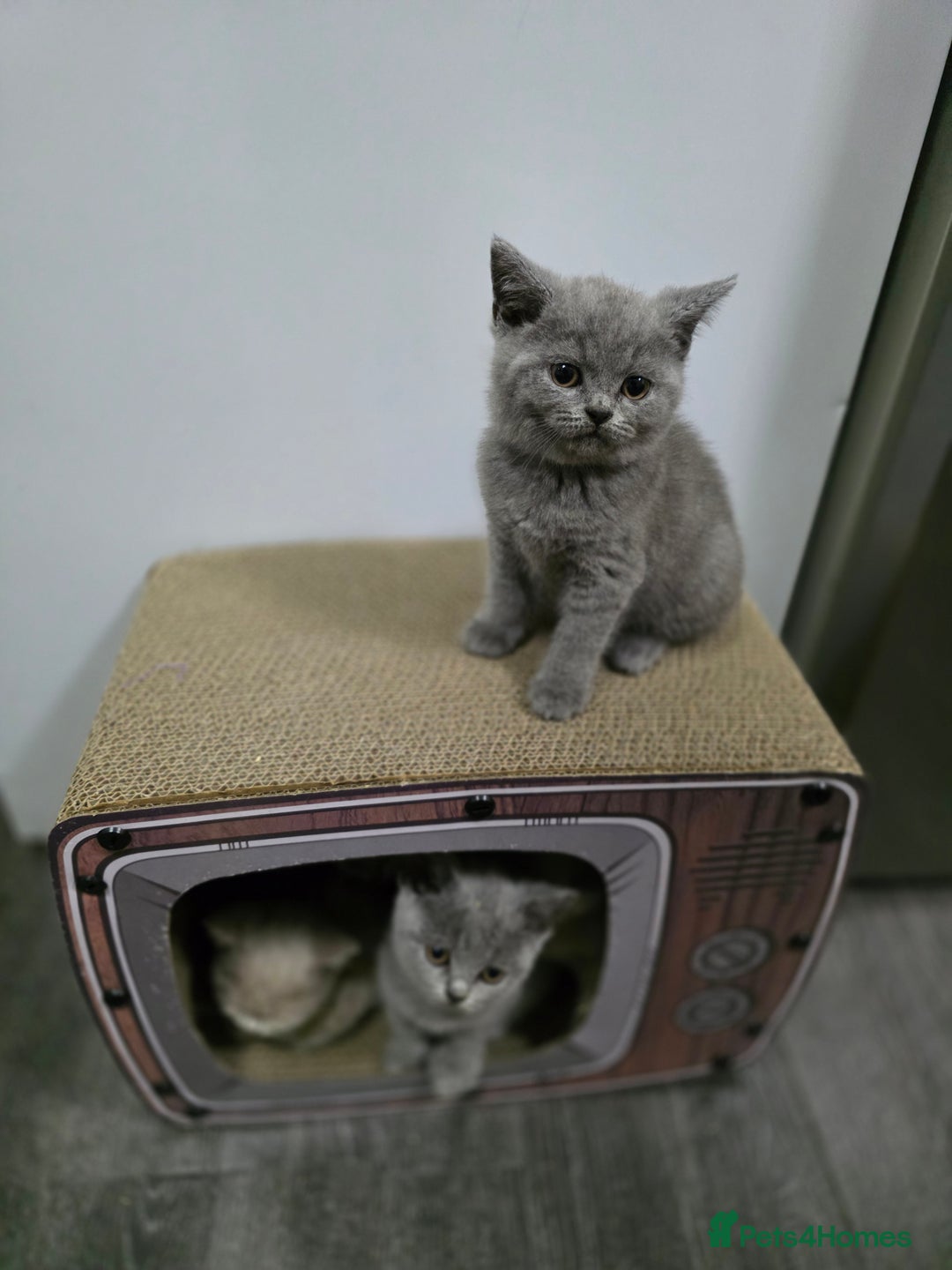 British Shorthair cats for sale: Beautiful British shorthair kittens - Image 35