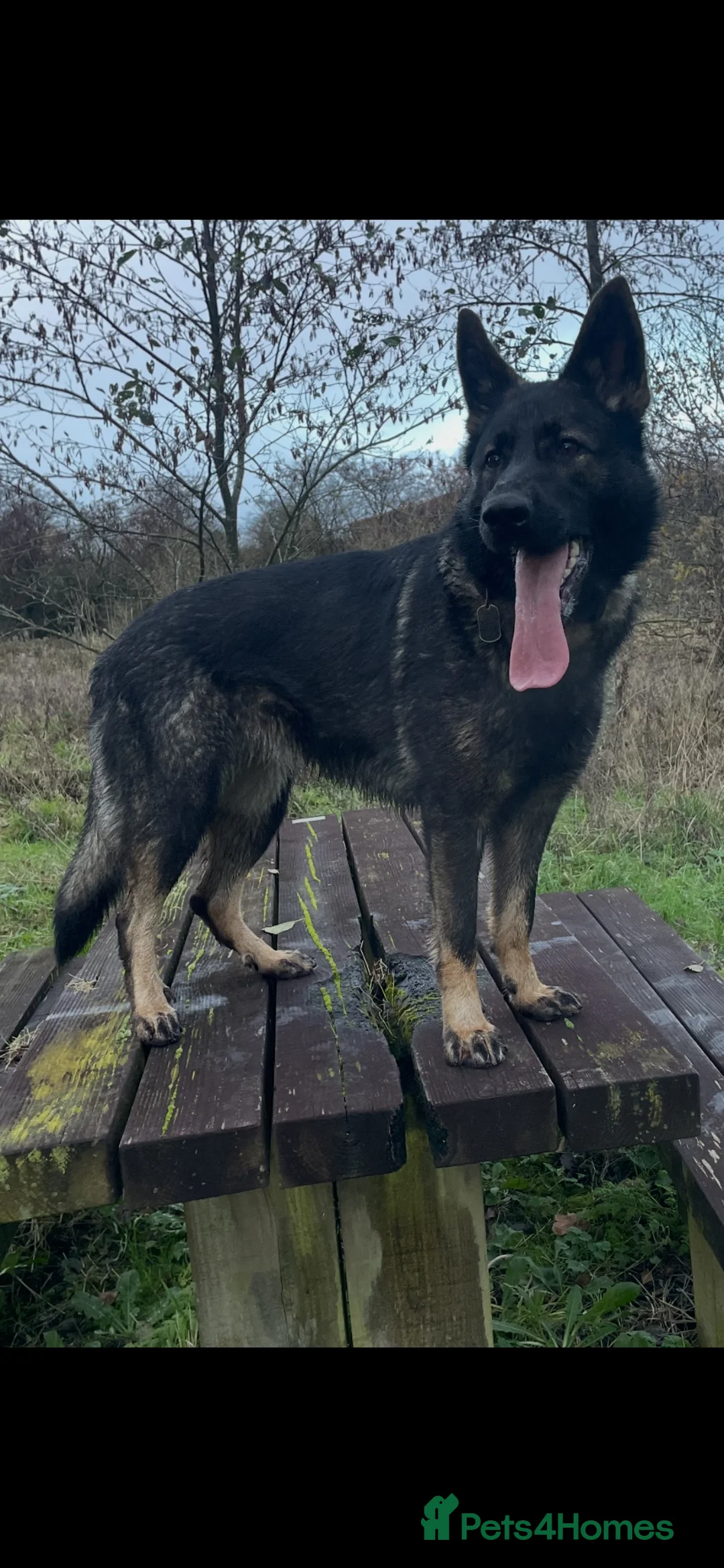German Shepherd dogs for sale: GERMAN SHEPHERD PUPS WORKING LINE in Wigan - Advert 2