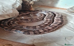 Corn Snake reptiles for sale: Free cornsnake needs rehoming - Image 1