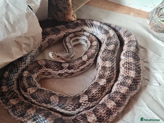 Corn Snake reptiles for sale - Advert 1