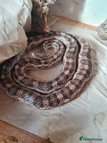 Corn Snake reptiles - Advert 1