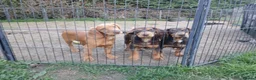 Cocker Spaniel dogs for sale: Quality Working Cocker Dog Pups - Advert 6