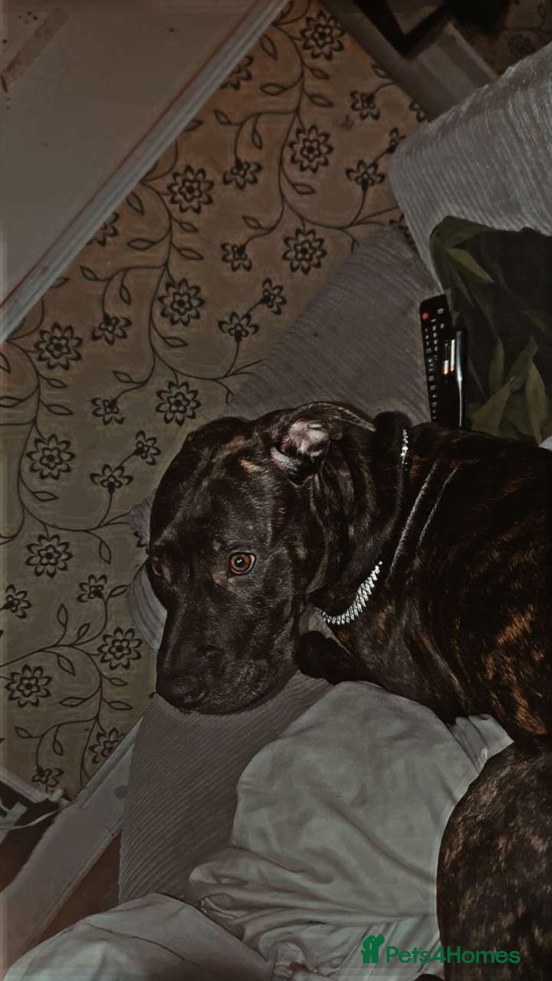 Staffordshire Bull Terrier dogs for sale: Male Staffy  - Image 5