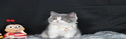 British Shorthair cats for sale: Tica registered British Shorthaired kittens - Advert 3
