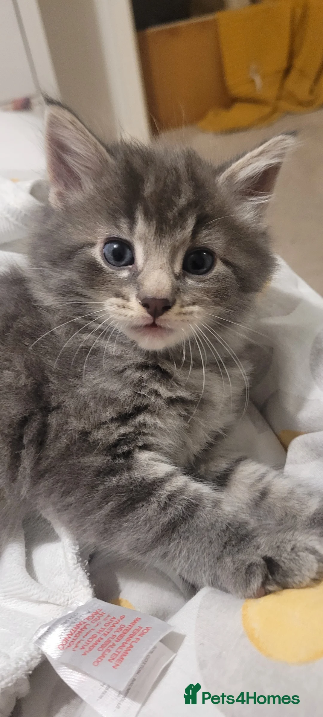 Mixed Breed cats for sale: Kittens mix short hair cross maine coon - Advert 2