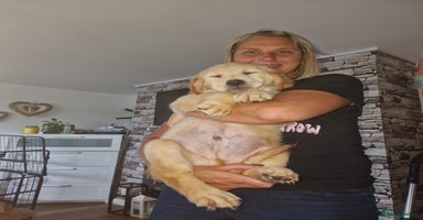 Golden Retriever dogs in Aberystwyth - Advert 9