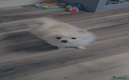 Pomeranian dogs for sale: Baby Teacup pomeranian boy  - Image 3
