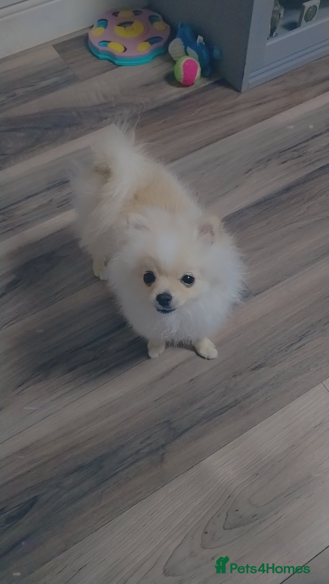 Pomeranian dogs for sale: Baby Teacup pomeranian boy  - Image 3