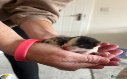 British Longhair cats for sale: 💕 Beautiful litter of BLH Kittens 💕 - Image 14
