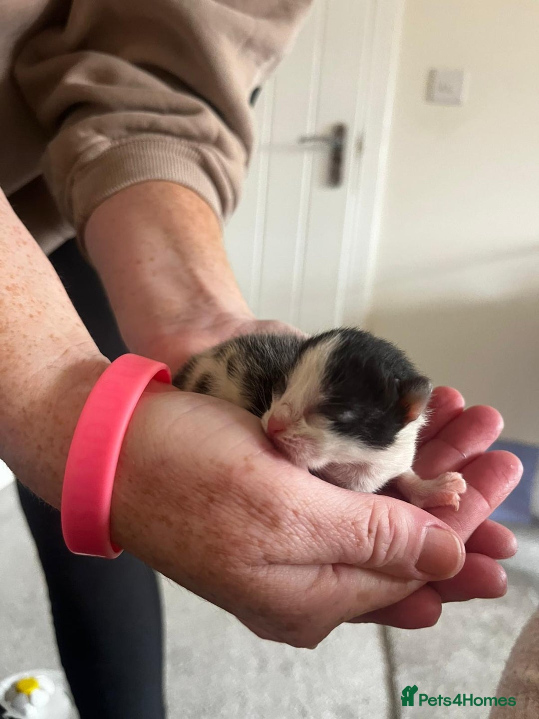 British Longhair cats for sale: 💕 Beautiful litter of BLH Kittens 💕 - Image 14