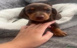 Miniature Dachshund dogs for sale: READY TO LEAVE. Family raised Miniature Dachshunds - Image 6