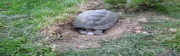 Hermann Tortoise reptiles for sale: Baby Hermann & Spur-thigh Tortoises for sale - Advert 5