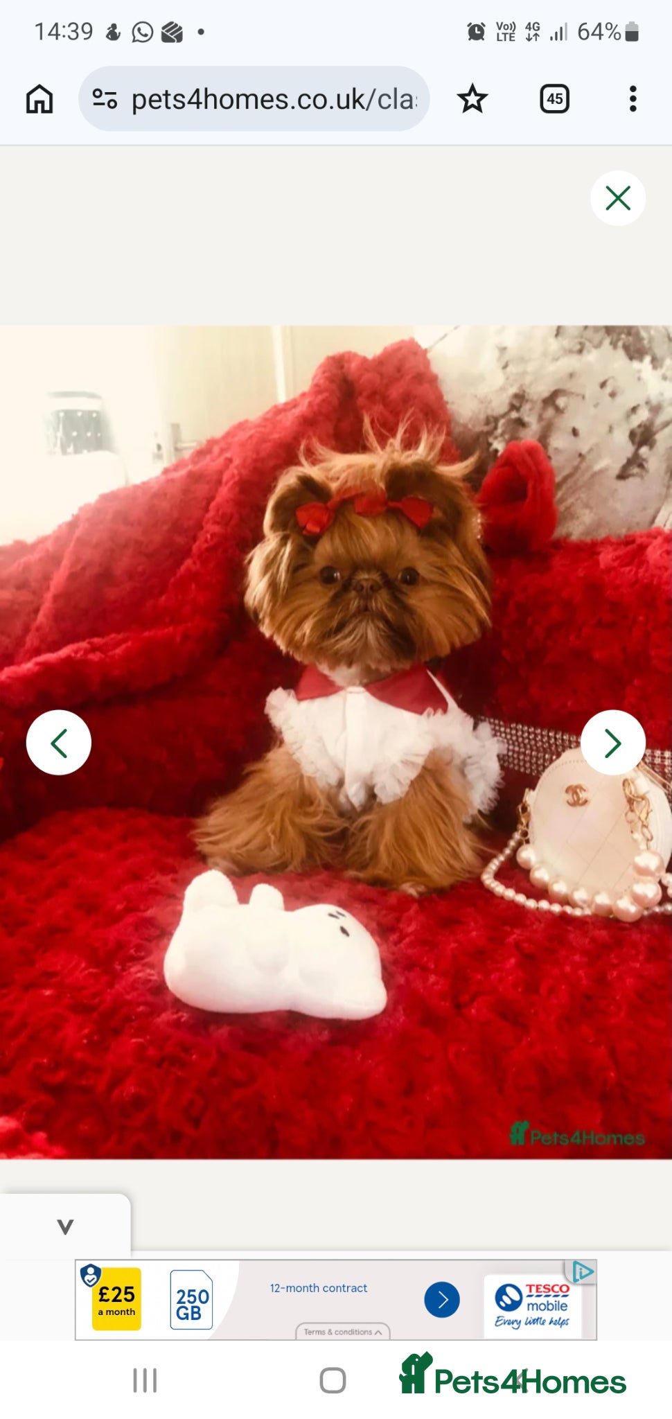 Shih Tzu dogs Imperial Shih Tzu ready to go today - Advert 1