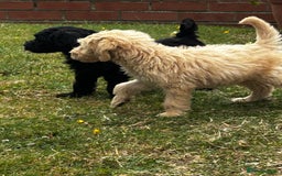 Goldendoodle dogs for sale: F1 Standard Golden Doodles last 1 female - Image 25