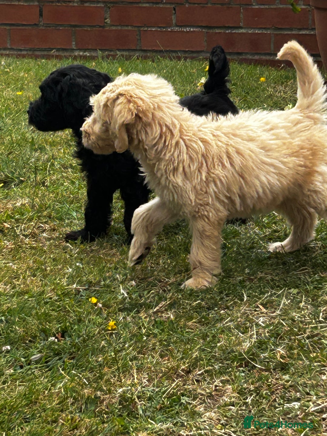 Goldendoodle dogs for sale: F1 Standard Golden Doodles last 1 female - Image 25