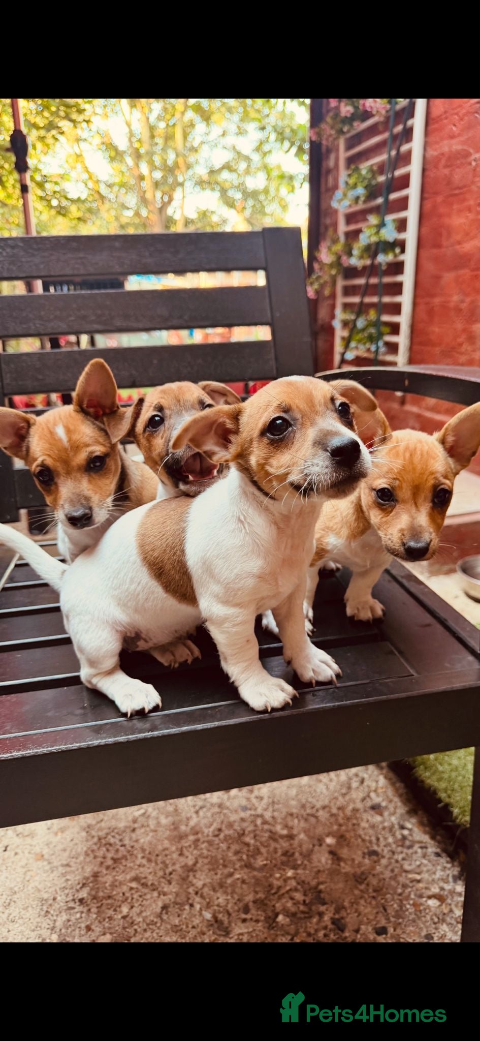Jack Russell dogs Jack Russell Terrier Puppies  - Advert 7