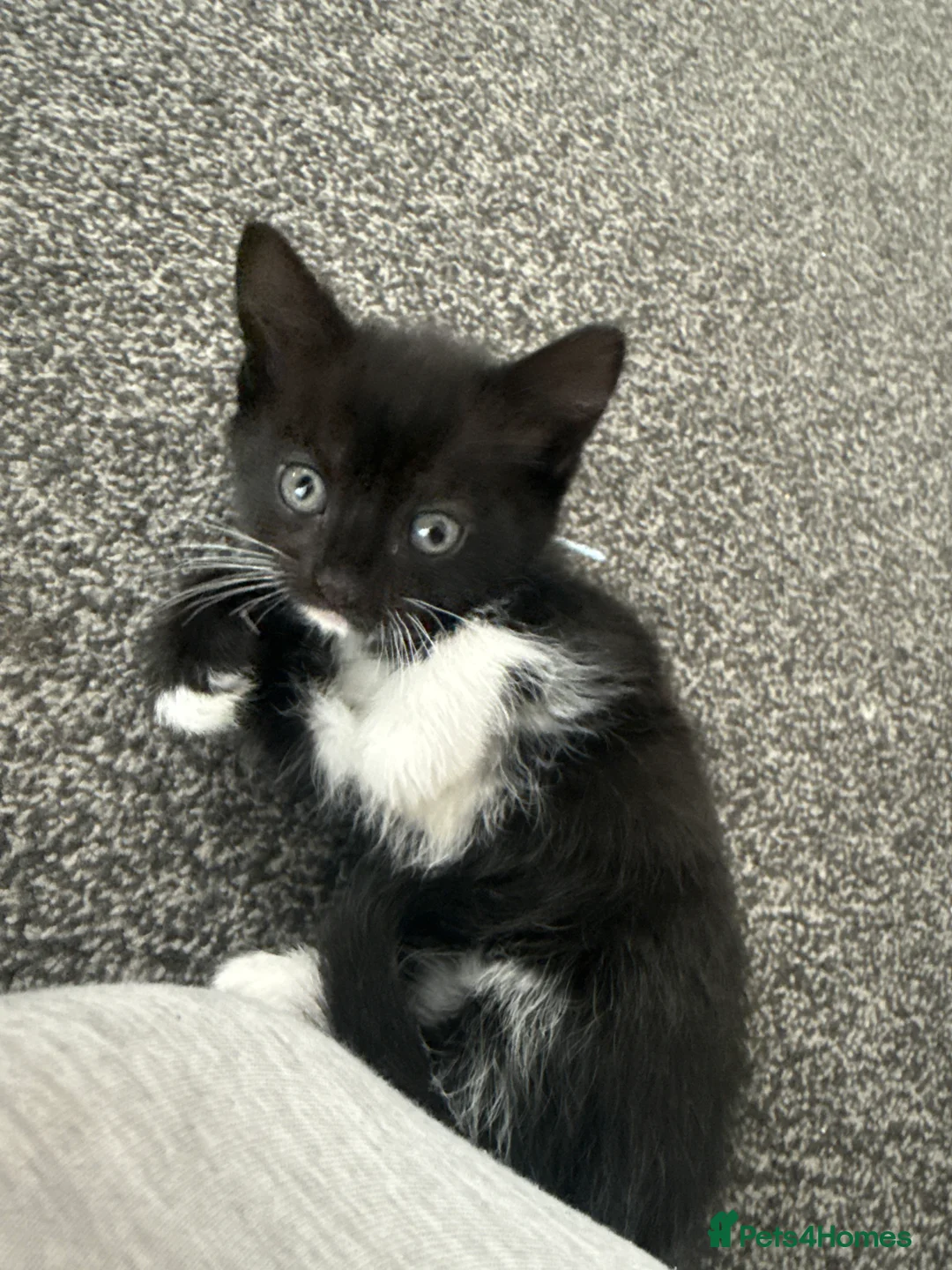 Mixed Breed cats for sale: Baby kittens  in Wigan - Advert 2