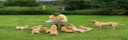 Labrador Retriever dogs for sale: Yellow Labrador puppies in Chard - Advert 4