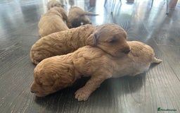 Labradoodle dogs for sale: Beautiful labradoodles for Sale  in Stoke-on-Trent - Image 20