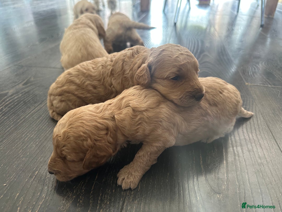 Labradoodle dogs for sale: Beautiful labradoodles for Sale  in Stoke-on-Trent - Image 20