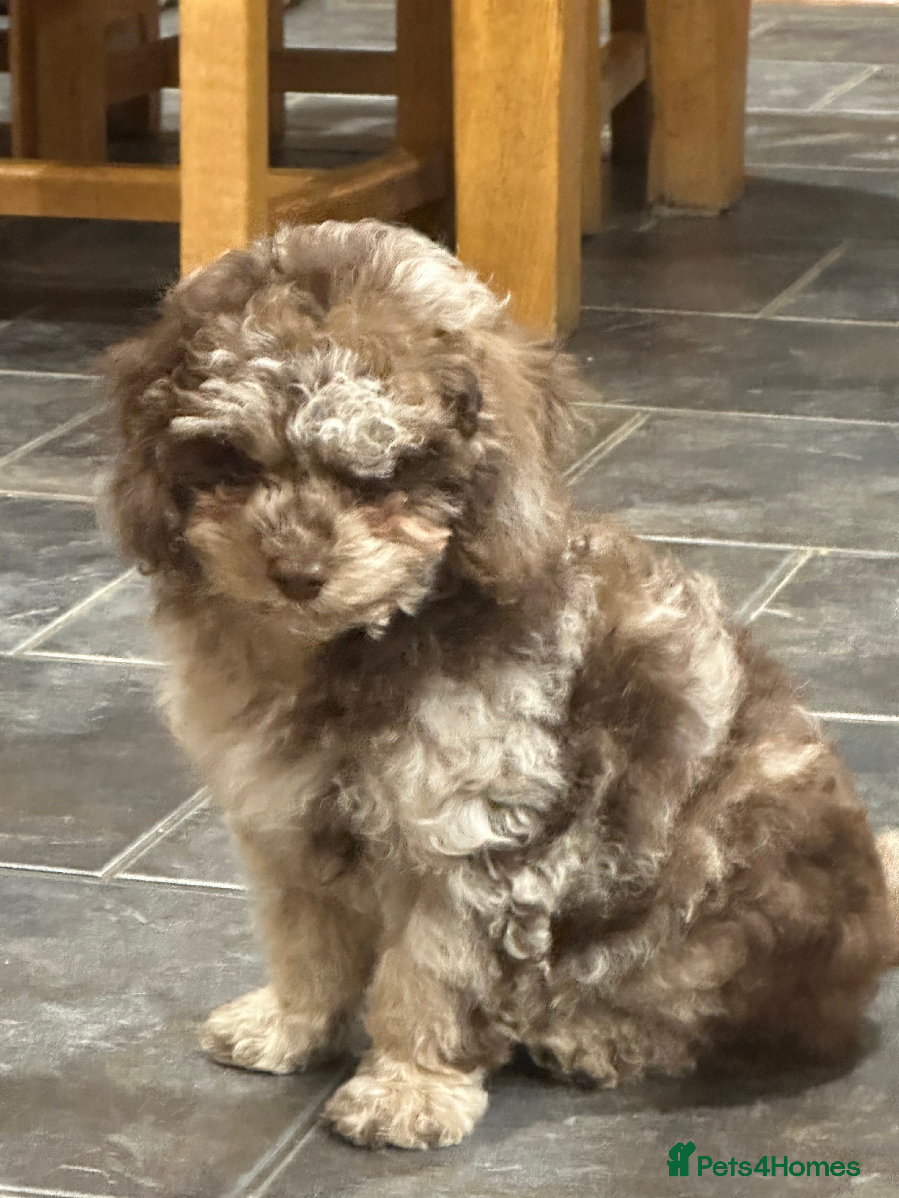 Toy Poodle dogs Adorable Merle Toy Poodle  - Advert 1
