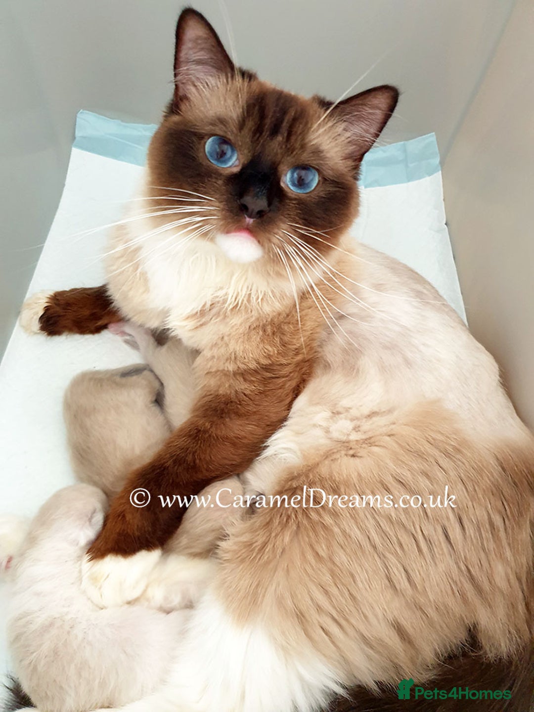 Ragdoll cats for sale: GCCF Gorgeous Adult and Kitten Available! - Image 6