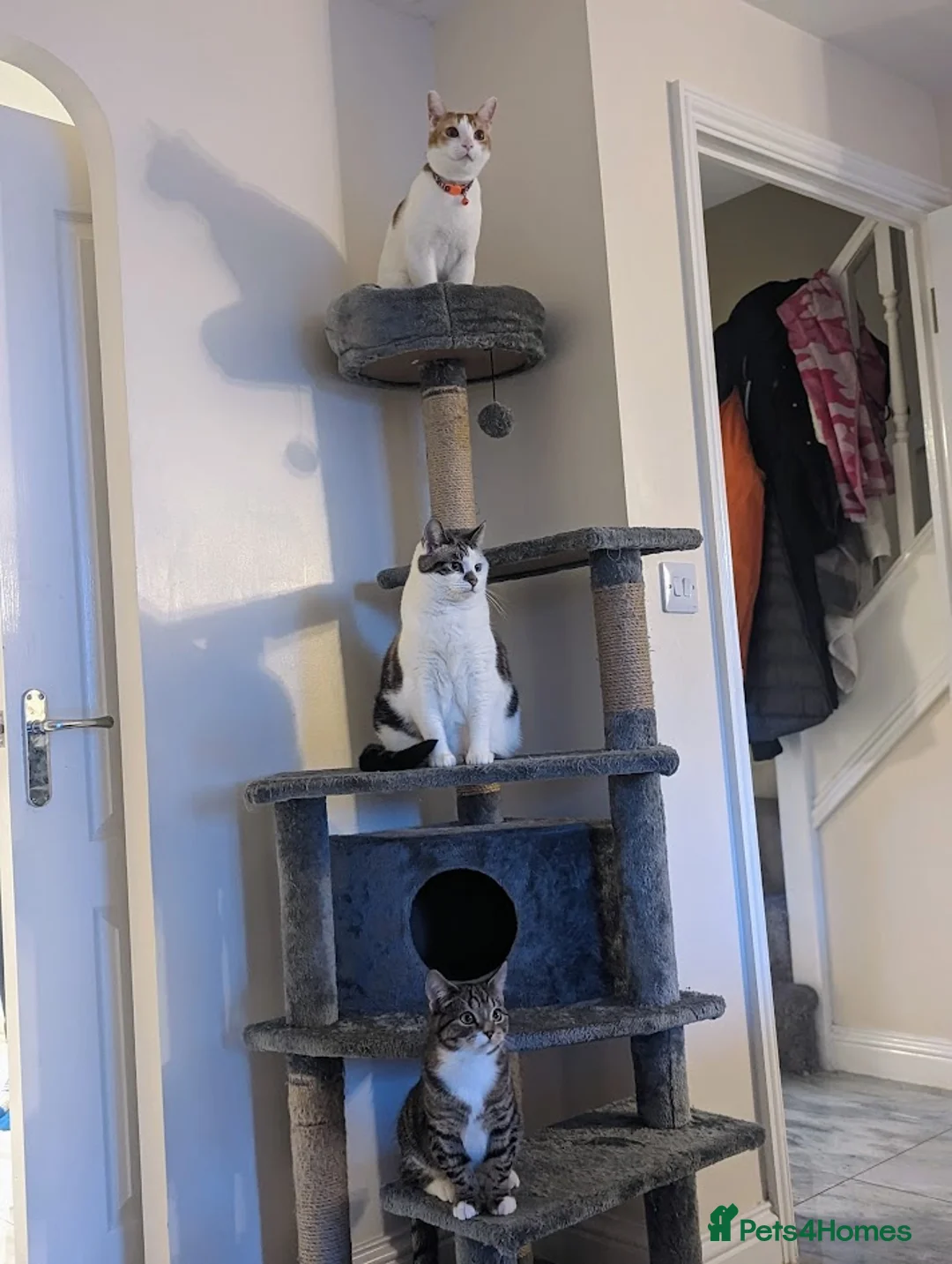 Domestic Shorthair cats for sale: Bella, Edward & Klaus in Sittingbourne - Advert 4