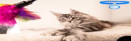 Maine Coon cats for sale: XL Stunning Maine Coon / TICA /Ready - Advert 36