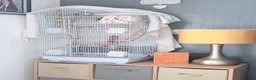 Lovebirds birds for sale: Pair of lovebirds  - Advert 5