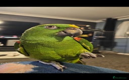 Parrots birds for sale: Yelow nape amazon - Image 18