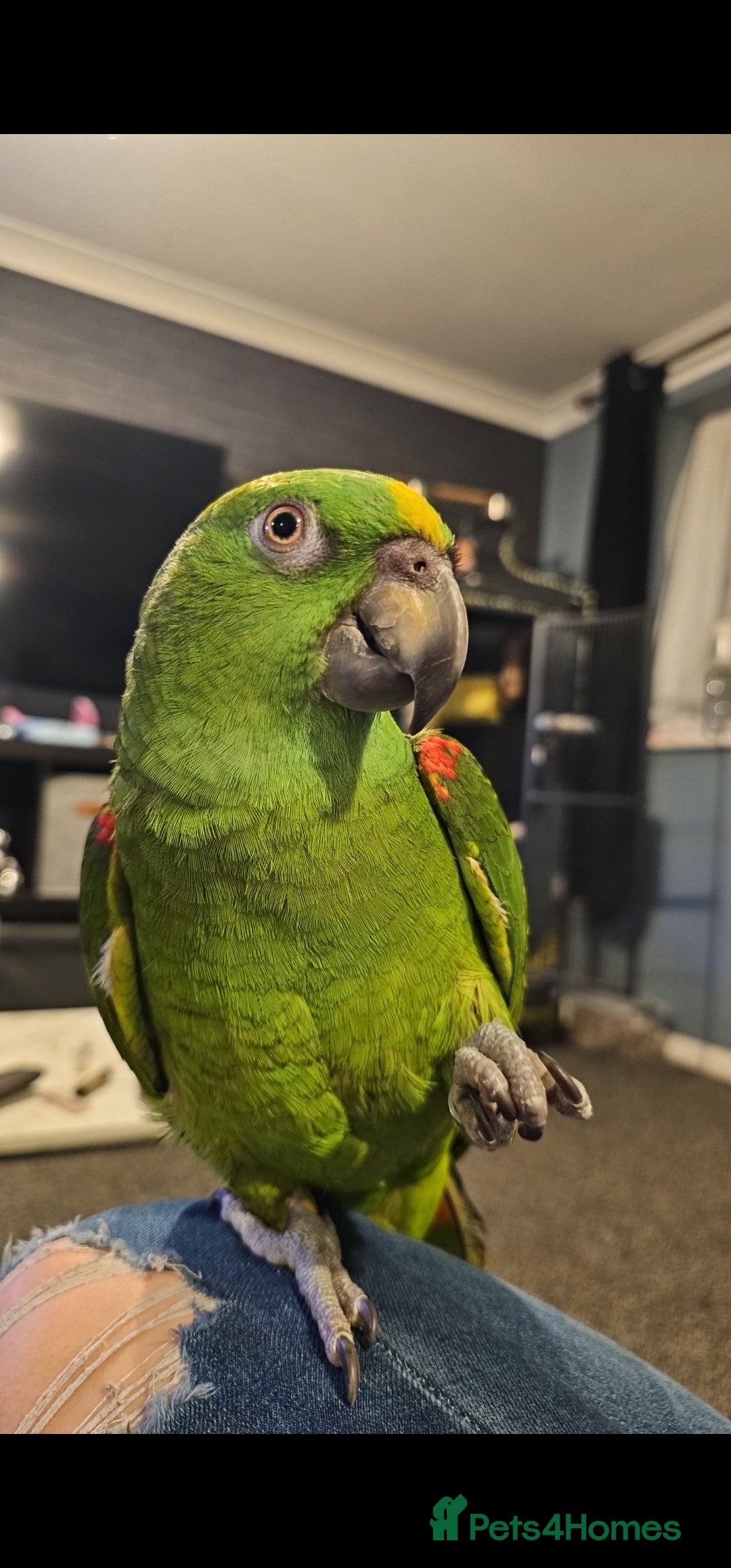 Parrots birds for sale: Yelow nape amazon - Image 18