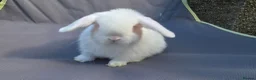 Mini Lop rabbits for sale: Lovely friendly Mini lops - Advert 6